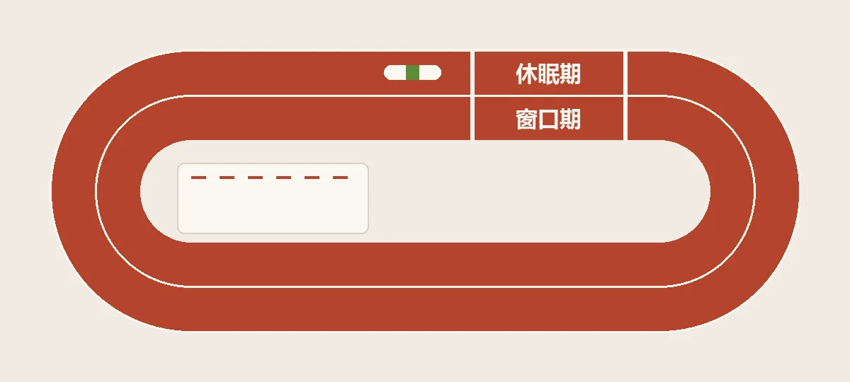 砖红色跑道的俯视画面：两条弧形分道线之间用两道横线圈出交接区，区内写着休眠期和窗口期，一根接力棒停在交接区入口
